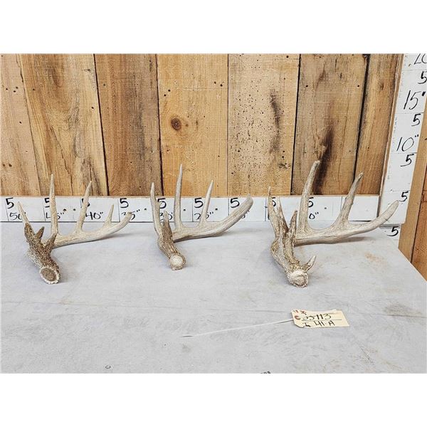 Group Of 3 Whitetail Shed Antlers