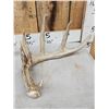 Image 2 : Group Of 3 Whitetail Shed Antlers
