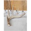 Image 3 : Group Of 3 Whitetail Shed Antlers