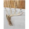 Image 4 : Group Of 3 Whitetail Shed Antlers