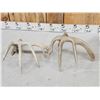 Image 5 : Group Of 3 Whitetail Shed Antlers