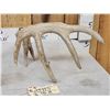 Image 6 : Group Of 3 Whitetail Shed Antlers