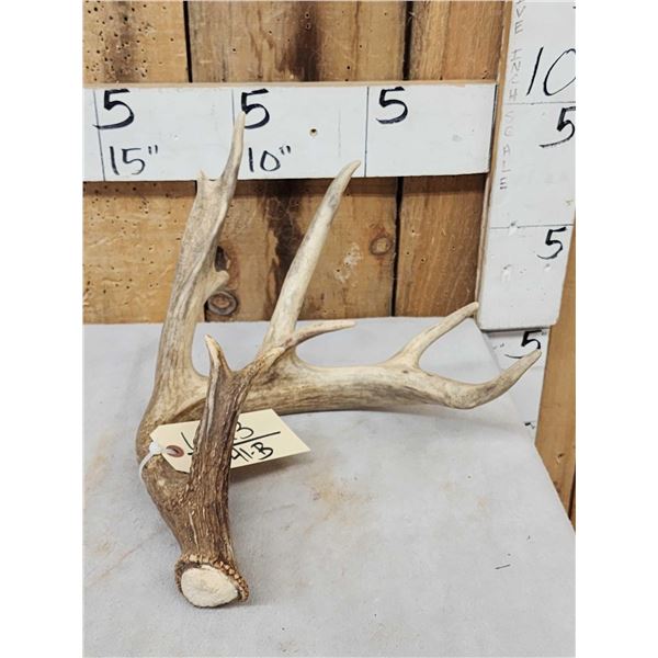 Main Frame 5 Point Whitetail Shed Antler