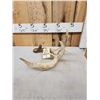 Image 3 : Main Frame 5 Point Whitetail Shed Antler