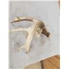 Image 4 : Main Frame 5 Point Whitetail Shed Antler