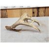 Image 5 : Main Frame 5 Point Whitetail Shed Antler