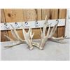 Image 1 : Set Of 238" Whitetail Shed Antlers