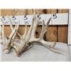 Image 2 : Set Of 238" Whitetail Shed Antlers