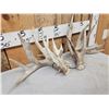Image 3 : Set Of 238" Whitetail Shed Antlers