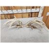 Image 4 : Set Of 238" Whitetail Shed Antlers