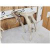 Image 6 : Set Of 238" Whitetail Shed Antlers