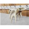 Image 7 : Set Of 238" Whitetail Shed Antlers
