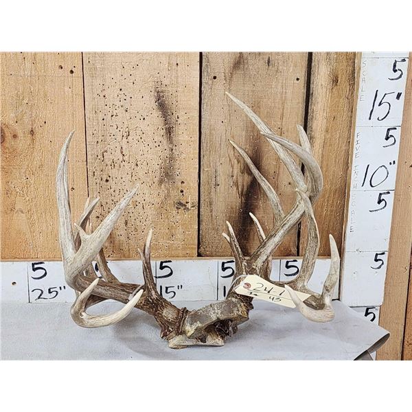 2 Sets Of Whitetail Antlers On Skull Plate