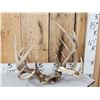 Image 1 : 2 Sets Of Whitetail Antlers On Skull Plate