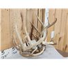 Image 2 : 2 Sets Of Whitetail Antlers On Skull Plate