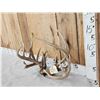 Image 3 : 2 Sets Of Whitetail Antlers On Skull Plate