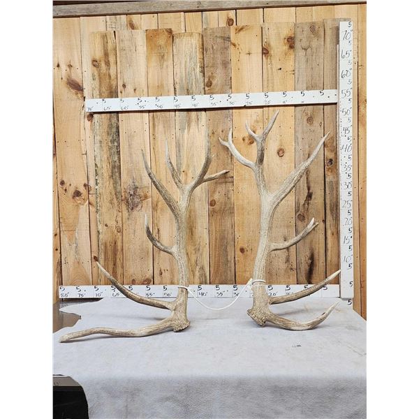 MONSTER 9x9 Set Of Elk Shed Antlers