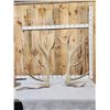 Image 1 : MONSTER 9x9 Set Of Elk Shed Antlers