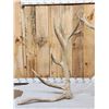 Image 2 : MONSTER 9x9 Set Of Elk Shed Antlers