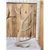 Image 3 : MONSTER 9x9 Set Of Elk Shed Antlers