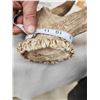 Image 5 : MONSTER 9x9 Set Of Elk Shed Antlers