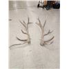 Image 6 : MONSTER 9x9 Set Of Elk Shed Antlers