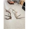 Image 7 : MONSTER 9x9 Set Of Elk Shed Antlers