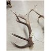 Image 8 : MONSTER 9x9 Set Of Elk Shed Antlers