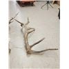 Image 9 : MONSTER 9x9 Set Of Elk Shed Antlers