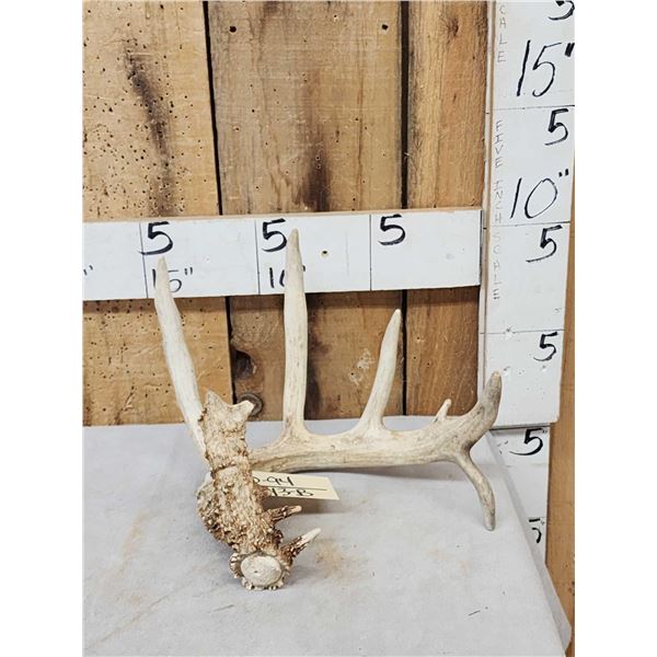 6 Point Whitetail Shed Antler