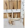 Image 1 : 6 Point Whitetail Shed Antler