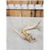 Image 2 : 6 Point Whitetail Shed Antler