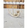 Image 3 : 6 Point Whitetail Shed Antler