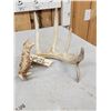 Image 5 : 6 Point Whitetail Shed Antler