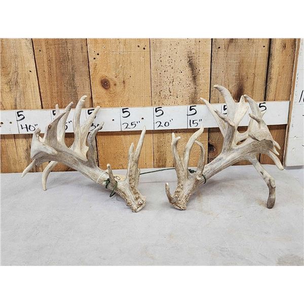 Set Of 310" Whitetail Shed Antlers