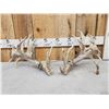 Image 1 : Set Of 310" Whitetail Shed Antlers