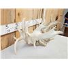 Image 2 : Set Of 310" Whitetail Shed Antlers