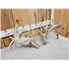 Image 3 : Set Of 310" Whitetail Shed Antlers