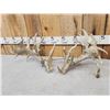 Image 4 : Set Of 310" Whitetail Shed Antlers