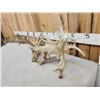 Image 5 : Set Of 310" Whitetail Shed Antlers