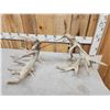 Image 6 : Set Of 310" Whitetail Shed Antlers