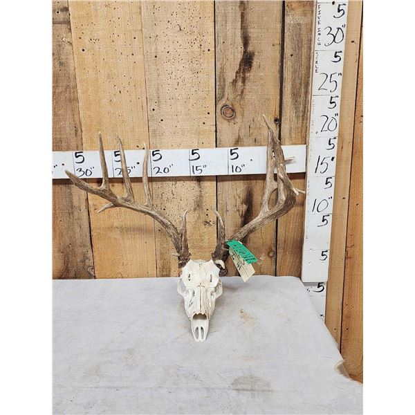 Cool Nontypical Whitetail Shed Antlers On Reproduction Skull