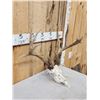 Image 3 : Cool Nontypical Whitetail Shed Antlers On Reproduction Skull