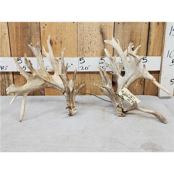 GIANT Set Of 330" Whitetail Shed Antlers