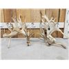 Image 1 : GIANT Set Of 330" Whitetail Shed Antlers