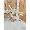Image 2 : GIANT Set Of 330" Whitetail Shed Antlers