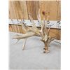 Image 3 : GIANT Set Of 330" Whitetail Shed Antlers