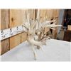 Image 4 : GIANT Set Of 330" Whitetail Shed Antlers
