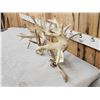 Image 5 : GIANT Set Of 330" Whitetail Shed Antlers
