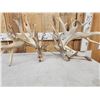 Image 6 : GIANT Set Of 330" Whitetail Shed Antlers